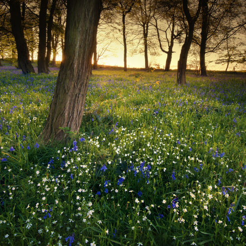 Bluebells
